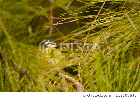 African blue tit hidden among the vegetation. African blue tit hidden among the vegetation. 118209633