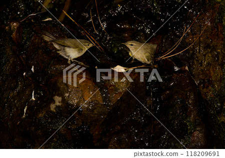 Western Canary Islands chiffchaffs bathing in a water source. Western Canary Islands chiffchaffs bathing in a water source. 118209691