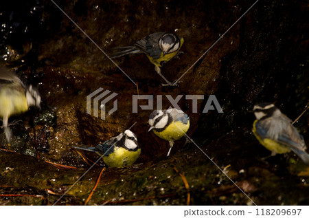 African blue tits bathing in a water source. 118209697