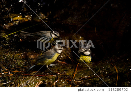 African blue tits bathing in a water source. 118209702