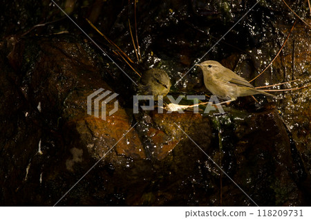 Western Canary Islands chiffchaffs bathing in a water source. 118209731