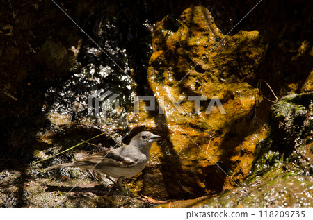 Gran Canaria blue chaffinch drinking water at a spring. 118209735