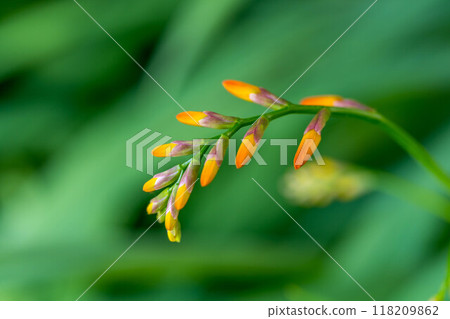 水仙芽 - 夏天的顏色 - 水仙芽 - 夏天的顏色 - 118209862