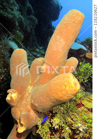 Yellow Sponge, Isla de la Juventud, Cuba 118210627