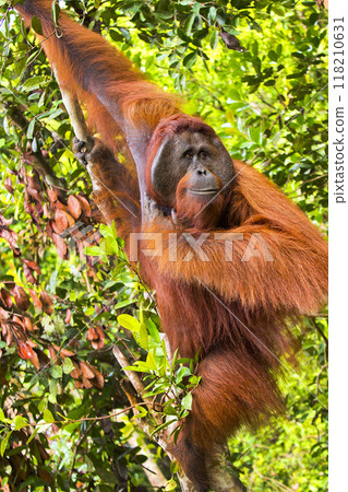 Orangutan, Tanjung Puting National Park, Indonesia Orangutan, Tanjung Puting National Park, Indonesia 118210631