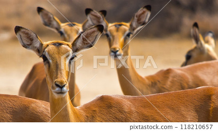 Impala, Khama Rhino Sanctuary 118210657