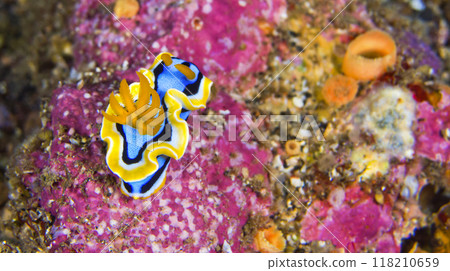 Sea Slug, Lembeh, Indonesia Sea Slug, Lembeh, Indonesia 118210659