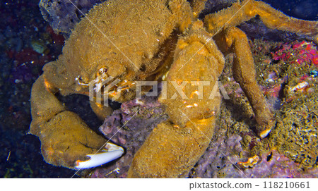 De Haan's Sponge Crab, Indonesia 118210661