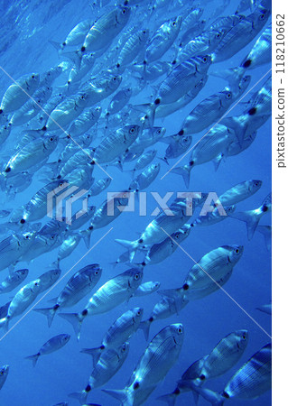 Saddled Seabream, Cabo Cope-Puntas del Calnegre Natural Park, Spain 118210662