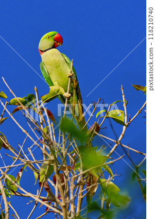 Alexandrine Parakeet, Royal Bardia National Park, Nepal Alexandrine Parakeet, Royal Bardia National Park, Nepal 118210740