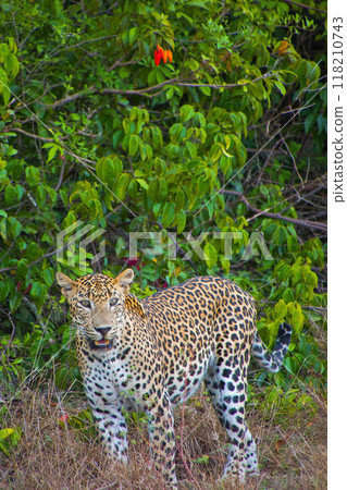 Sri Lankan Leopard, Wilpattu National Park 118210743