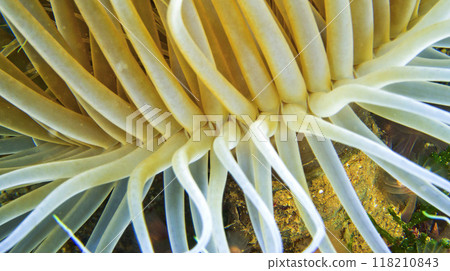 Ceriantharia, Cabo Cope-Puntas del Calnegre Natural Park, Spain Ceriantharia, Cabo Cope-Puntas del Calnegre Natural Park, Spain 118210843