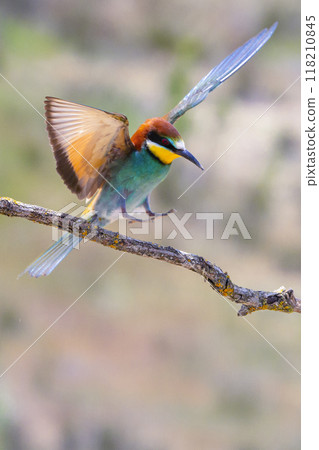 Bee-eater 118210845