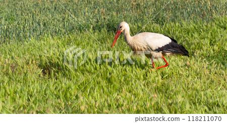 White Stork White Stork 118211070