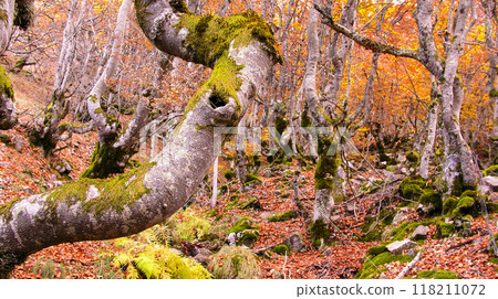 Hayedo de la Pedrosa Natural Protected Area, Spain Hayedo de la Pedrosa Natural Protected Area, Spain 118211072