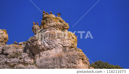 Eurasian Griffon Vulture, Spain 118211073