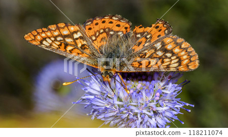 Brush-footed Butterfly, Sierra de Guadarrama National Park, Spain, 118211074
