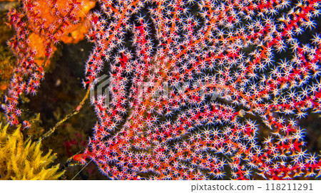 Sea Fan, Sulawesi 118211291