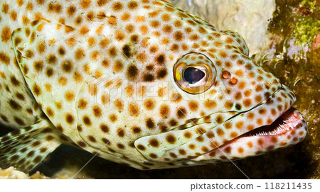 Coral grouper, Red Sea Coral grouper, Red Sea 118211435