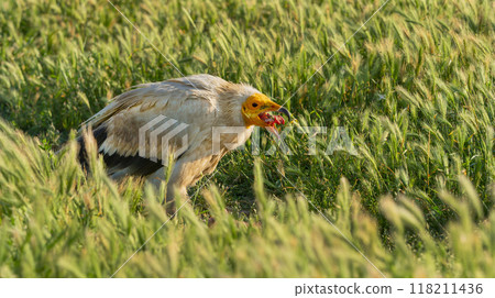 Egyptian Vulture Egyptian Vulture 118211436