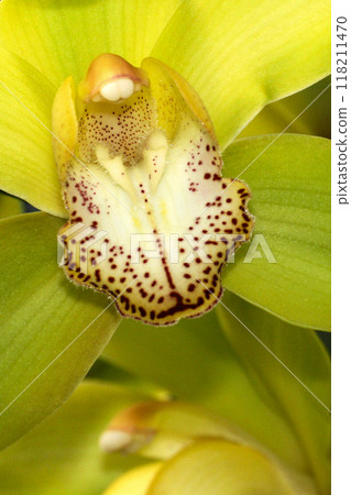 Tropical Orchid, Amazonia 118211470