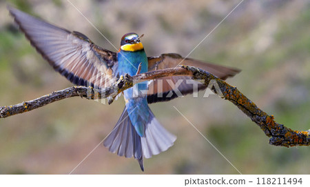 Bee-eater 118211494