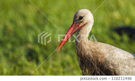 White Stork 118211496