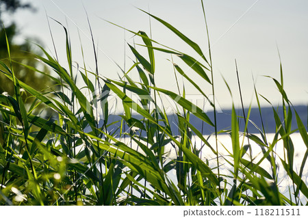 Close-up of young green reeds in front of a blurred lake 118211511