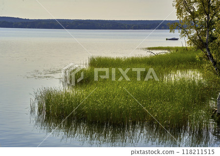 Reeds advancing into the water of a lake 118211515
