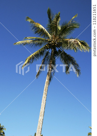 Palm trees shining in the blue sky 118211651