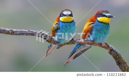 Bee-eater 118211662