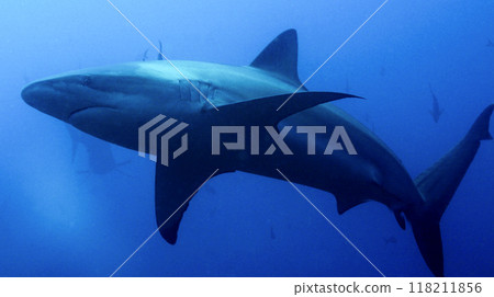 Galapagos Shark, Galapagos National Park 118211856