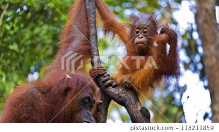 Orangutan, Tanjung Puting National Park, Borneo Orangutan, Tanjung Puting National Park, Borneo 118211859