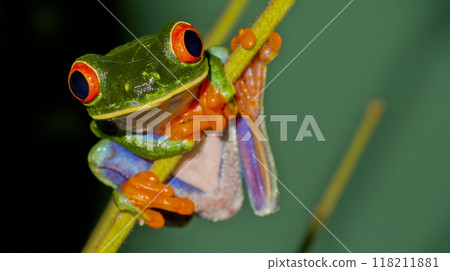 Red-eyed Tree Frog, Corcovado National Park 118211881