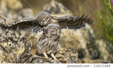 Little Owl Little Owl 118211886
