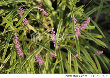 秋天花園裡盛開的紫色粳稻花 118211903