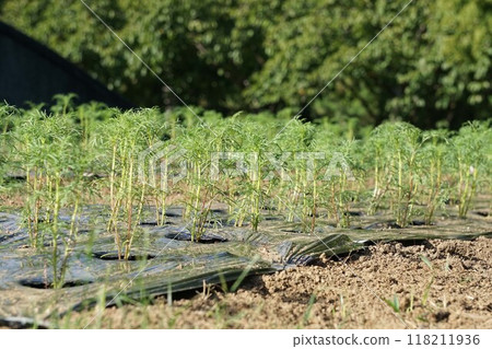 Planting cosmos 118211936