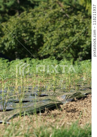 Planting cosmos Planting cosmos 118211937
