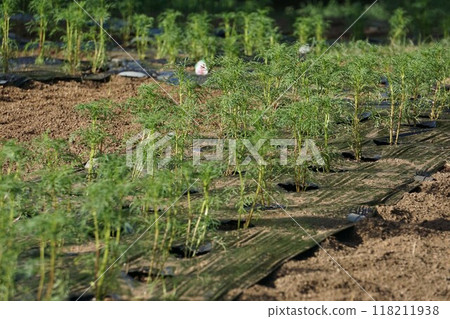 Planting cosmos 118211938