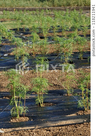 Planting cosmos 118211941