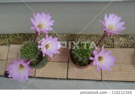 Cactus flowers blooming in 2024 118212108
