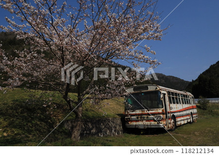 櫻花、巴士和藍天 櫻花、巴士和藍天 118212134