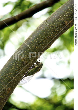 七月，夏蟬棲息在樹上 118212135