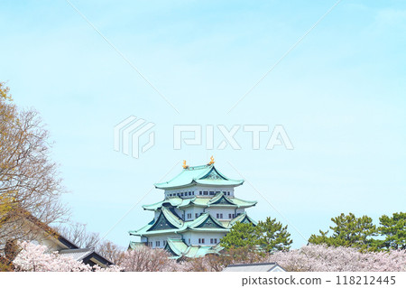 Scenery of cherry blossoms in full bloom and Nagoya Castle, Nagoya City, Aichi Prefecture 118212445