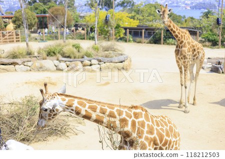 A zoo with ocean and giraffe views in Sydney, Australia 118212503