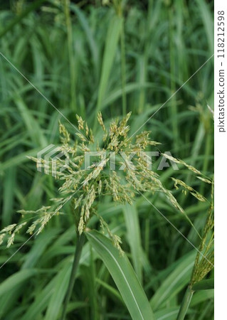 西番高粱的花穗 118212598