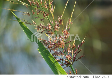 Flower spikes of Seiban sorghum Flower spikes of Seiban sorghum 118212604