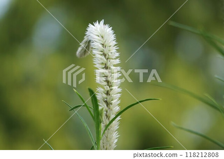 Celosia flower spike 118212808