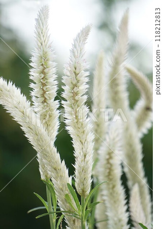 Celosia flower spike 118212813