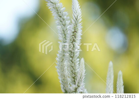 雞冠花花穗 雞冠花花穗 118212815